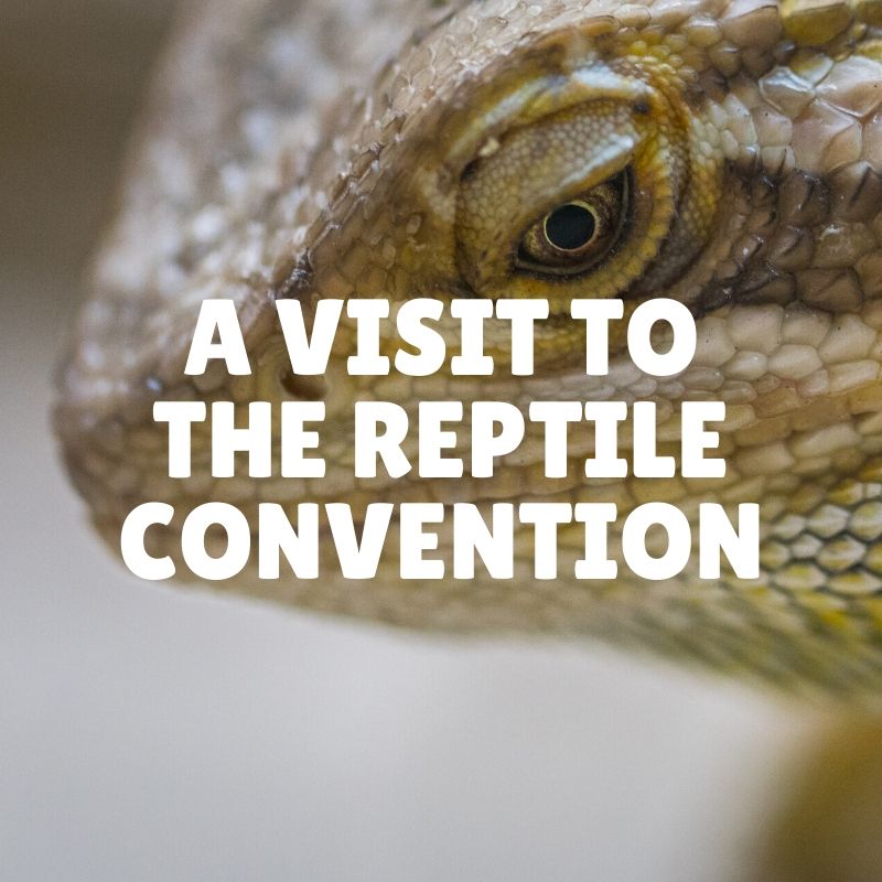 A Visit to the Reptile Convention Sunshine State of Mind Florida